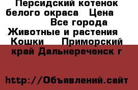 Персидский котенок белого окраса › Цена ­ 35 000 - Все города Животные и растения » Кошки   . Приморский край,Дальнереченск г.